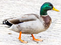 Mallard